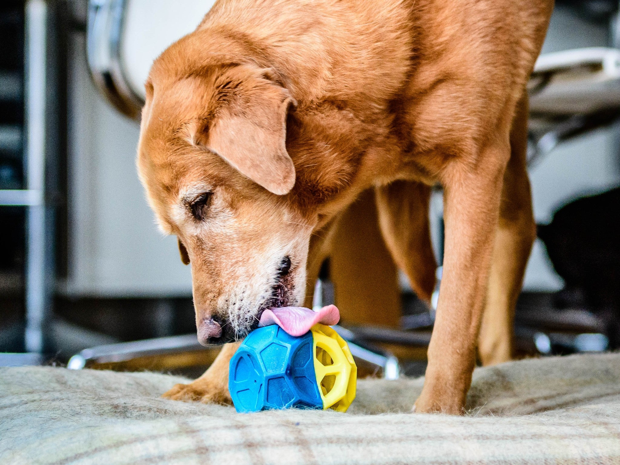 How To Keep Your Dog Occupied While At Work